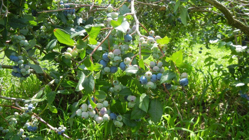 The Blues Are Running: Pick Berries, Make&nbsp;Pie