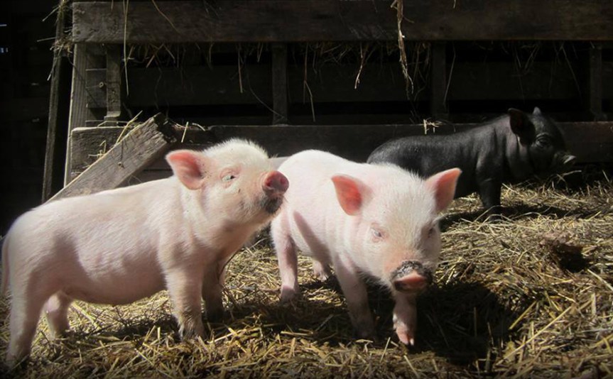 Deal Nears for Operation of New Southern Catskills&nbsp;Slaughterhouse