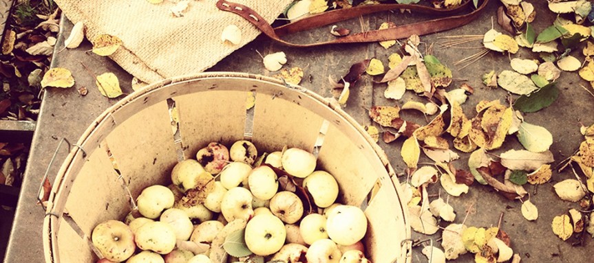 Pressing On: Wayside Cider Enters its Second Harvest Season With Big&nbsp;Plans