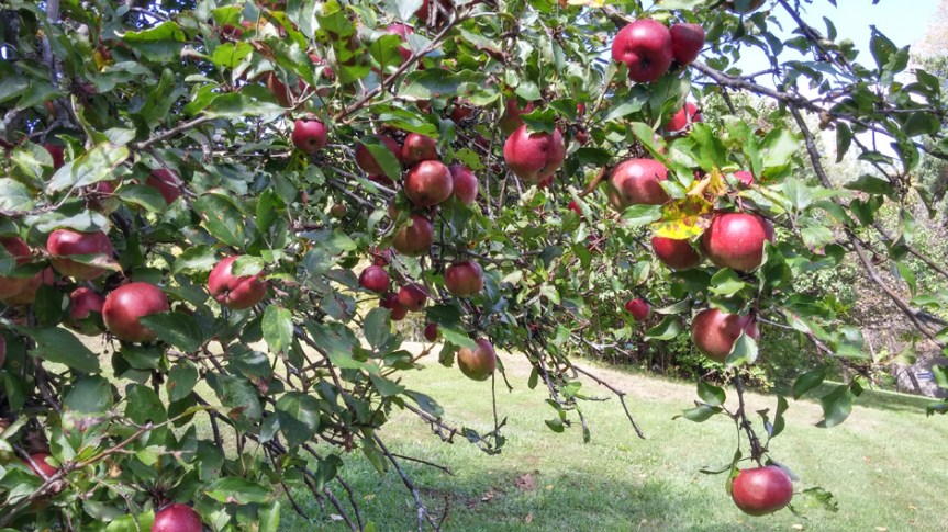Where to Pick Your Own Apples in the Catskills (and&nbsp;Nearby)