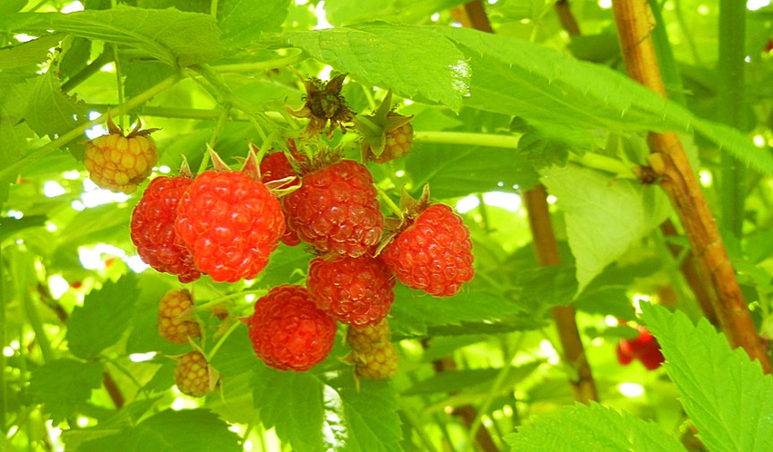 Where to Pick Your Own Berries in the&nbsp;Catskills